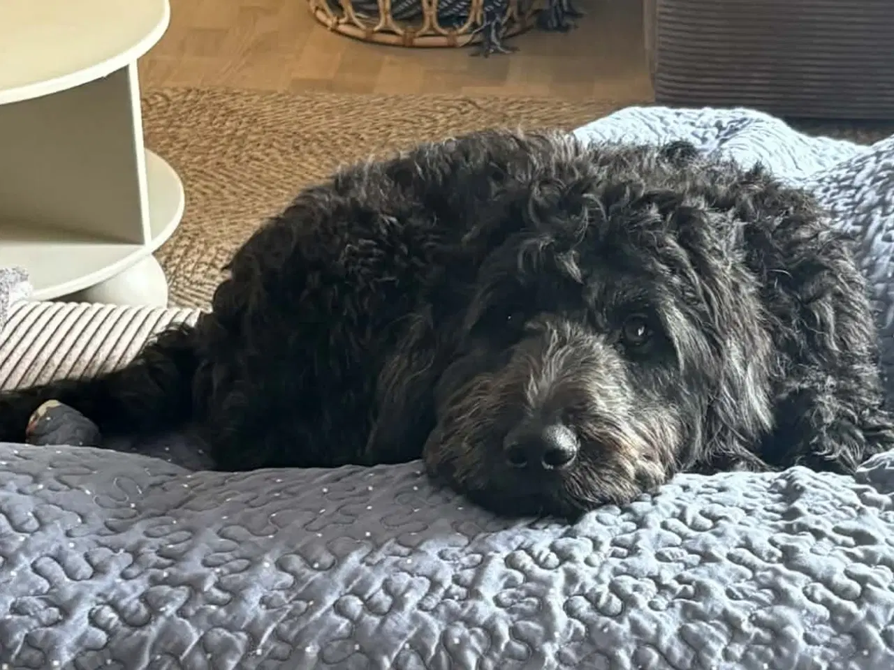 Billede 3 - 2 golden doodle piger søger nyt hjem