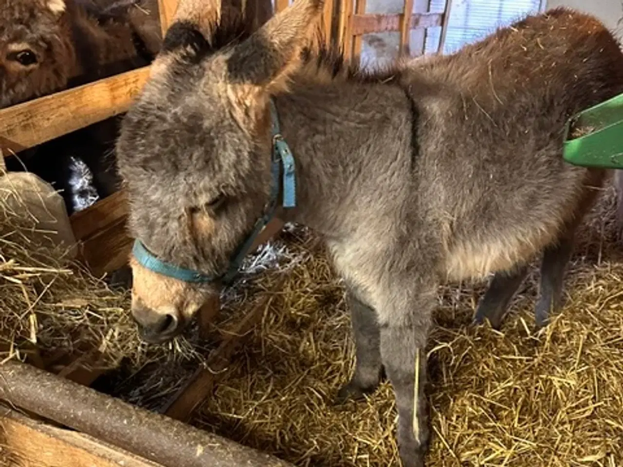 Billede 1 - Æsel hingst til salg