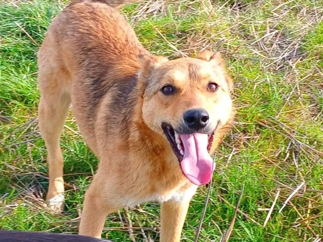 Billede 6 - Athena søger sin helt egen familie❤️