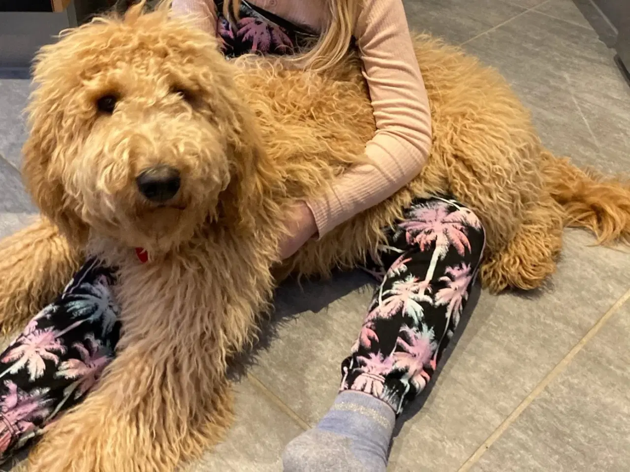 Billede 3 - Golden Doodle hvalpe