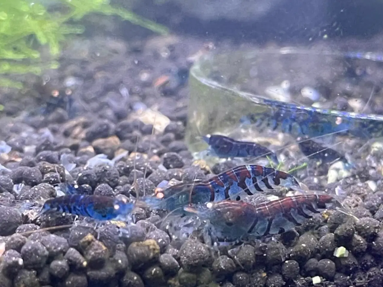 Billede 3 - Akvarie rejer, Blue tiger OE caridina rejer