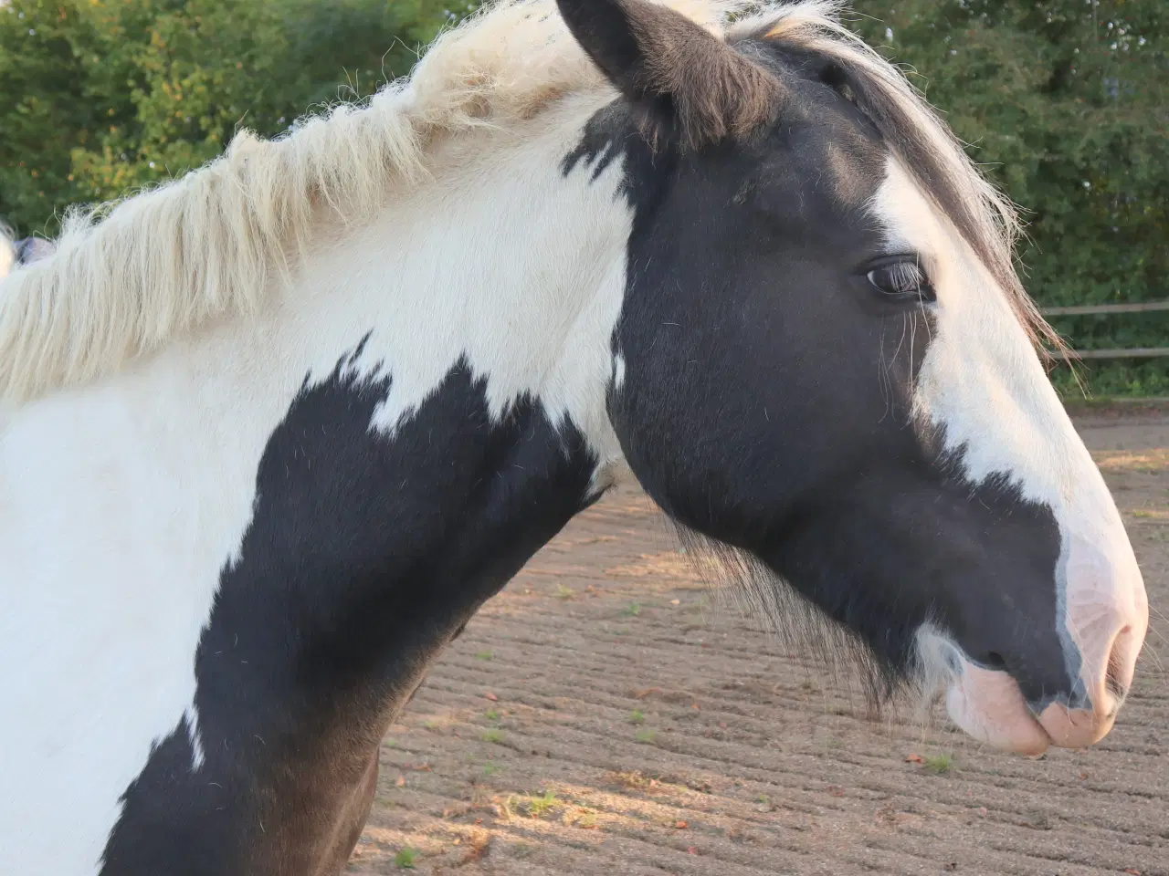 Billede 2 - Irish Cob hoppe 2,5 år