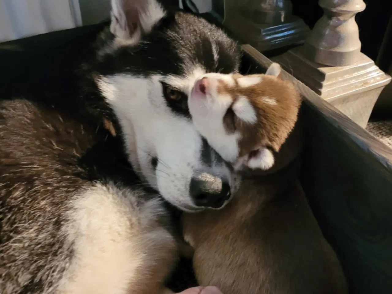 Billede 7 - Siberian Husky bear  hvalpe
