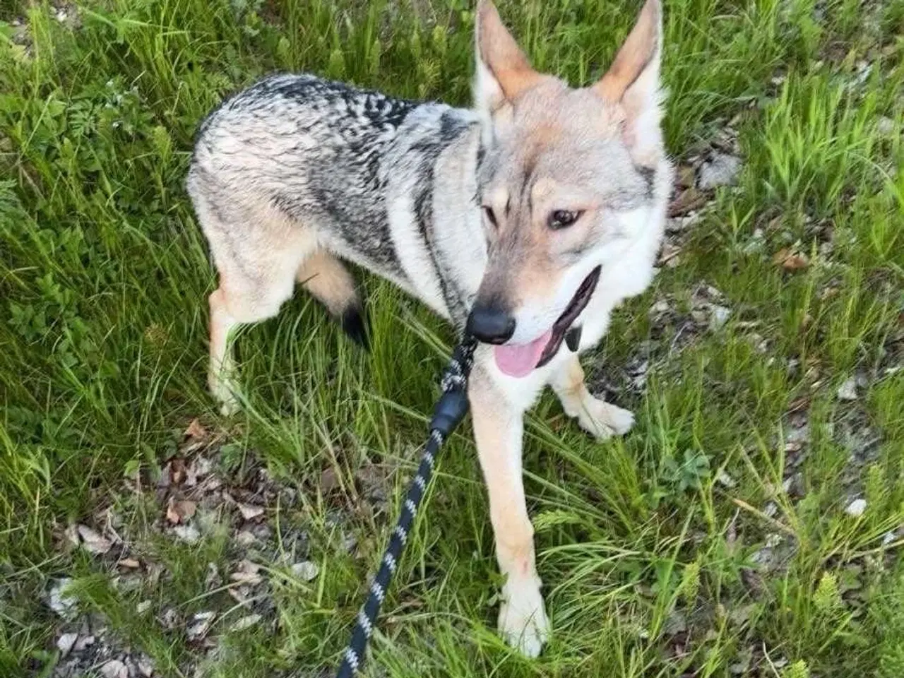 Billede 1 - Hund til salg