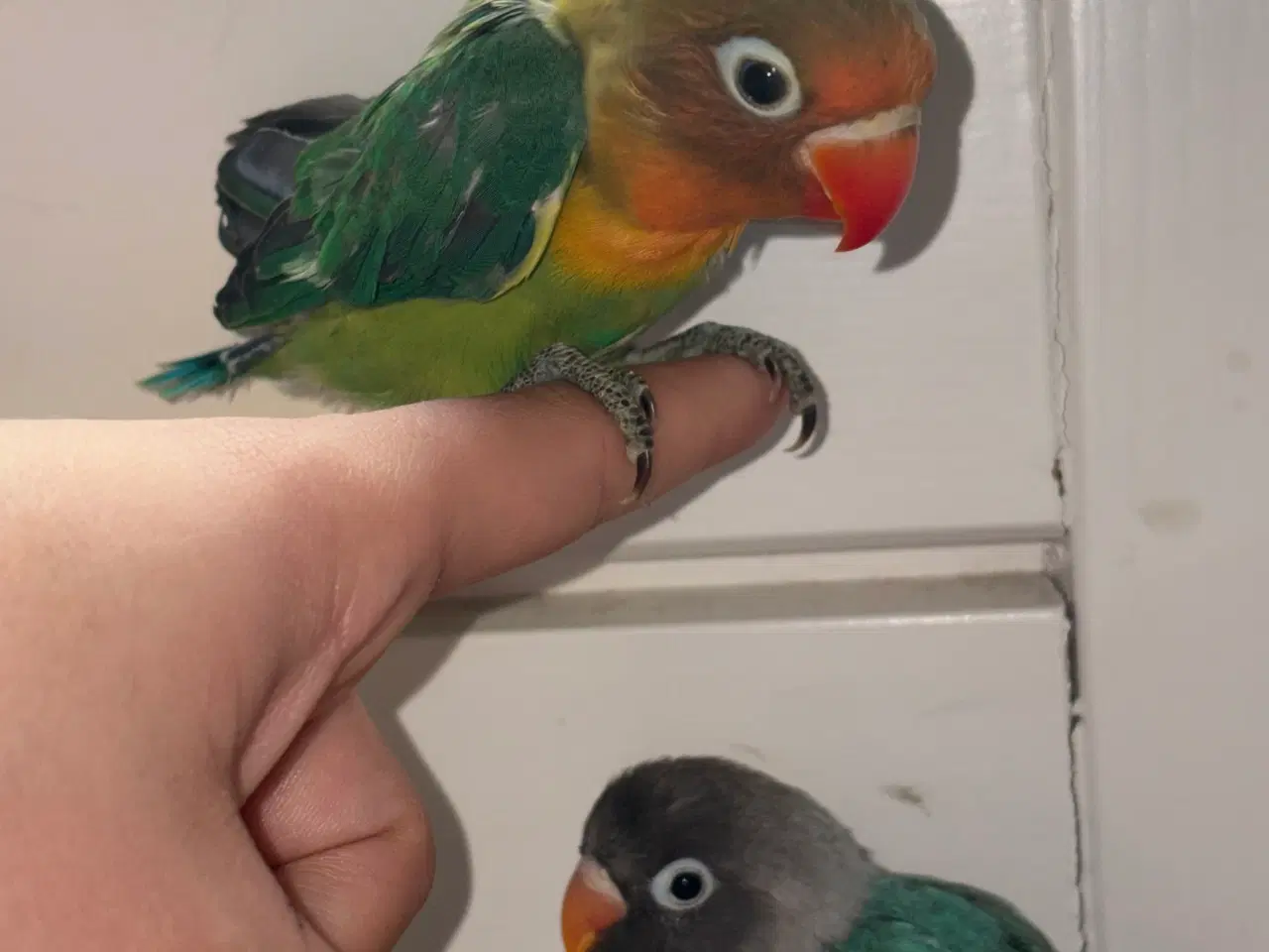 Billede 7 - Fugle Dværgpapegøje