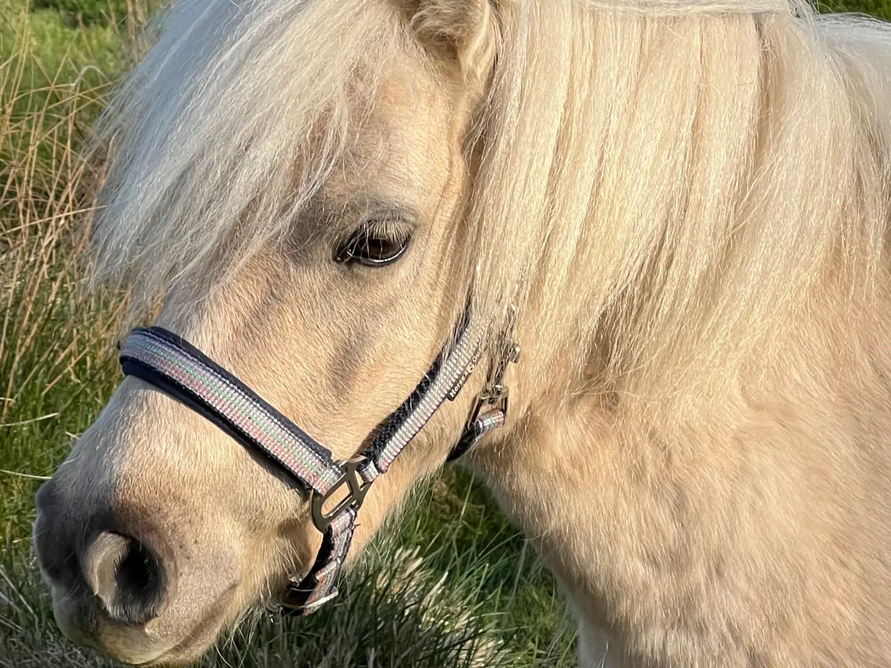 Billede 9 - Smuk Palomino Hoppe med føl 
