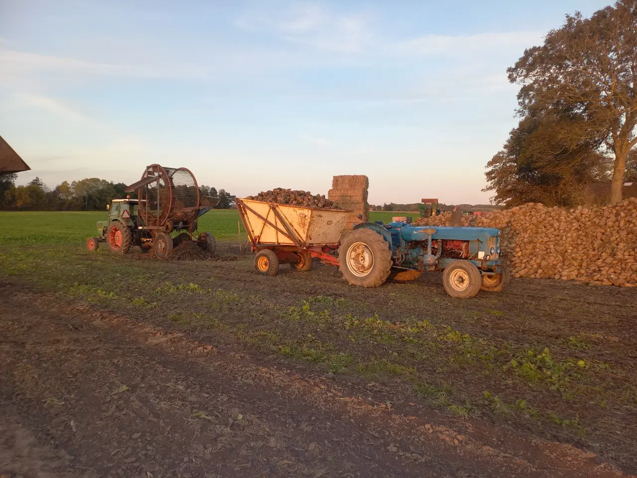 Billede 1 - Roer til jagt , vildt og  kreaturer 