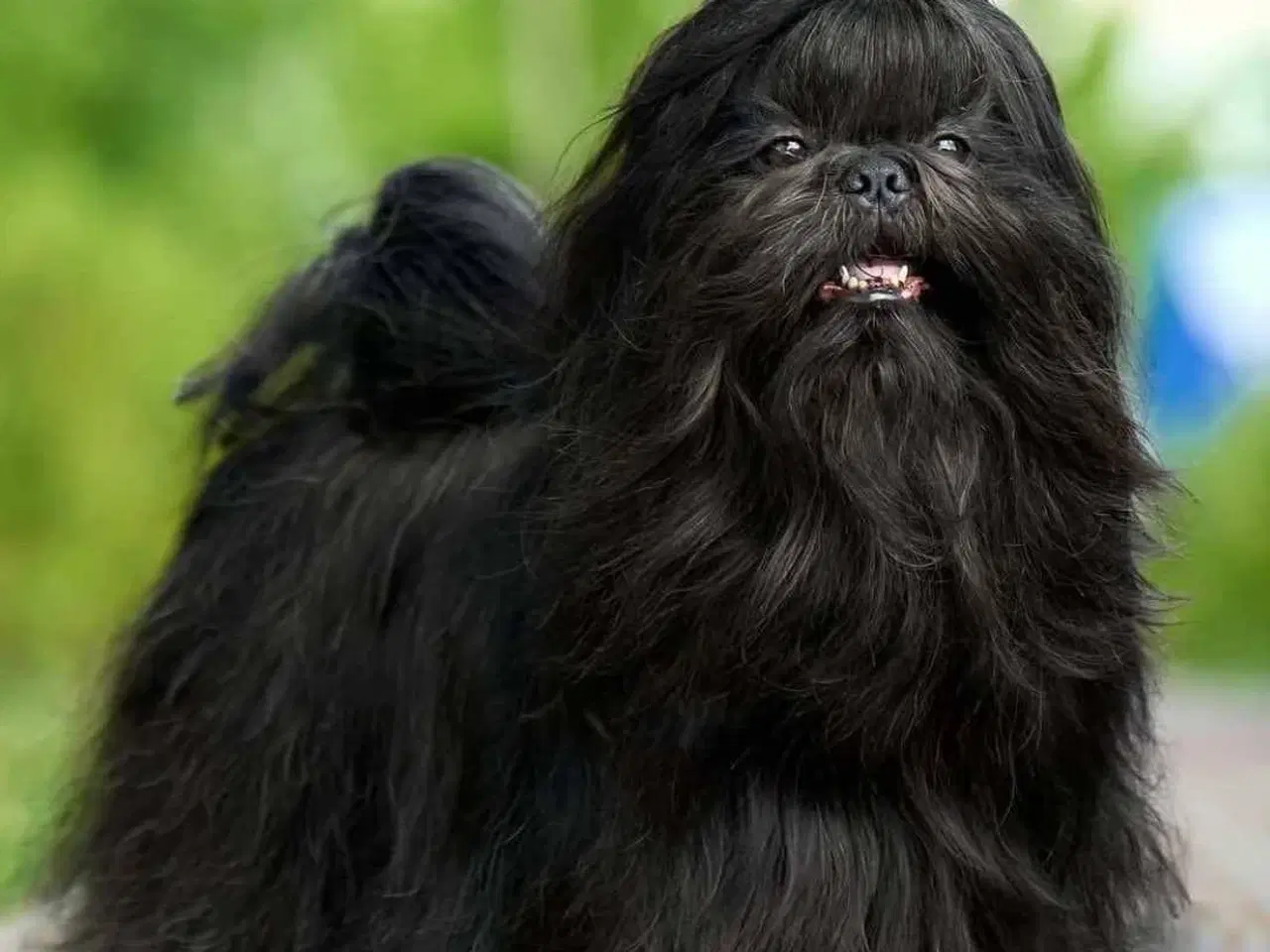 Billede 13 - Shih Tzu hvalpe