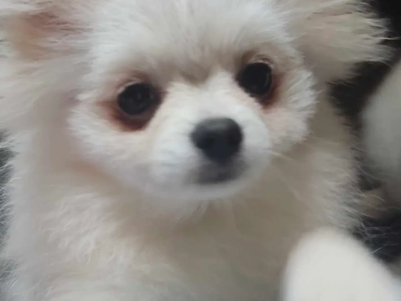 Billede 1 - Mini Pomeranian 