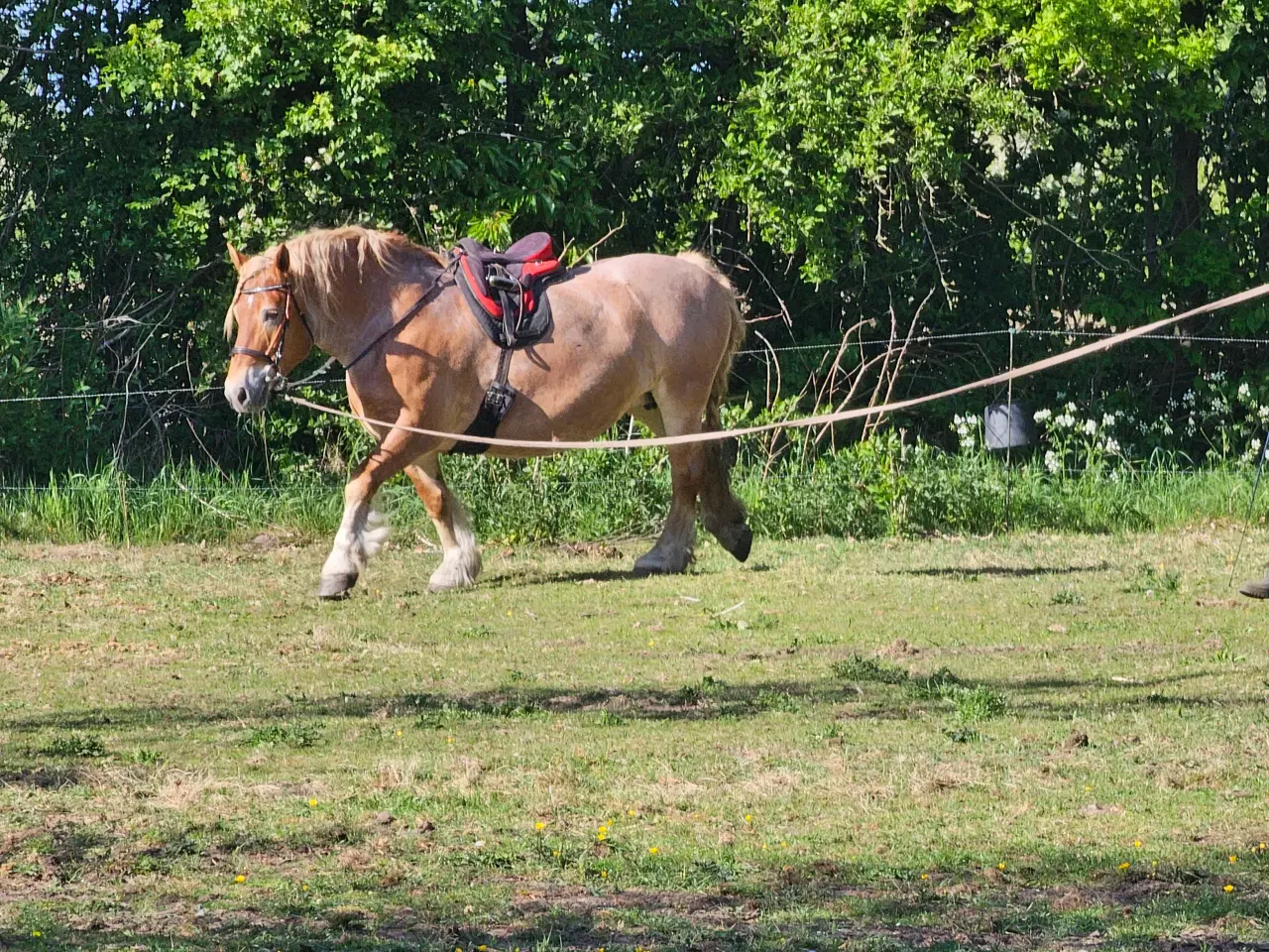 Billede 2 - Ardenner hoppe 11 år 