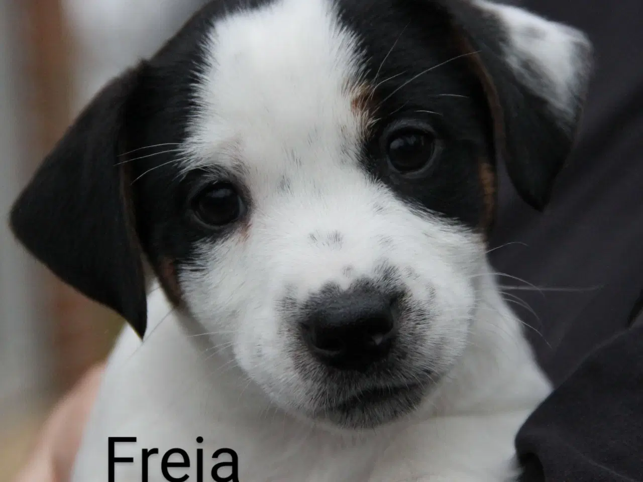 Billede 1 - Jack Russel Terrier 