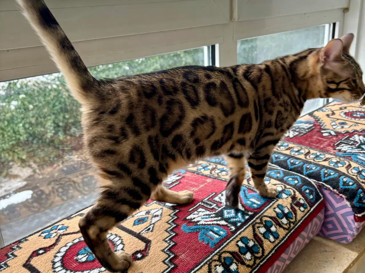 Billede 4 - Bengal kat