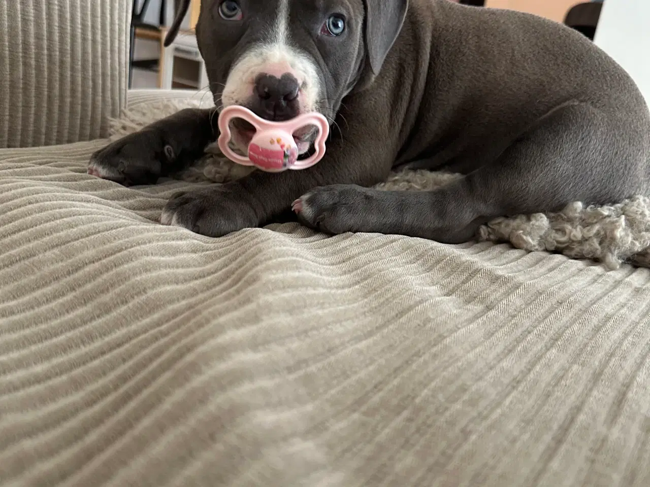 Billede 7 - American bully pocket 