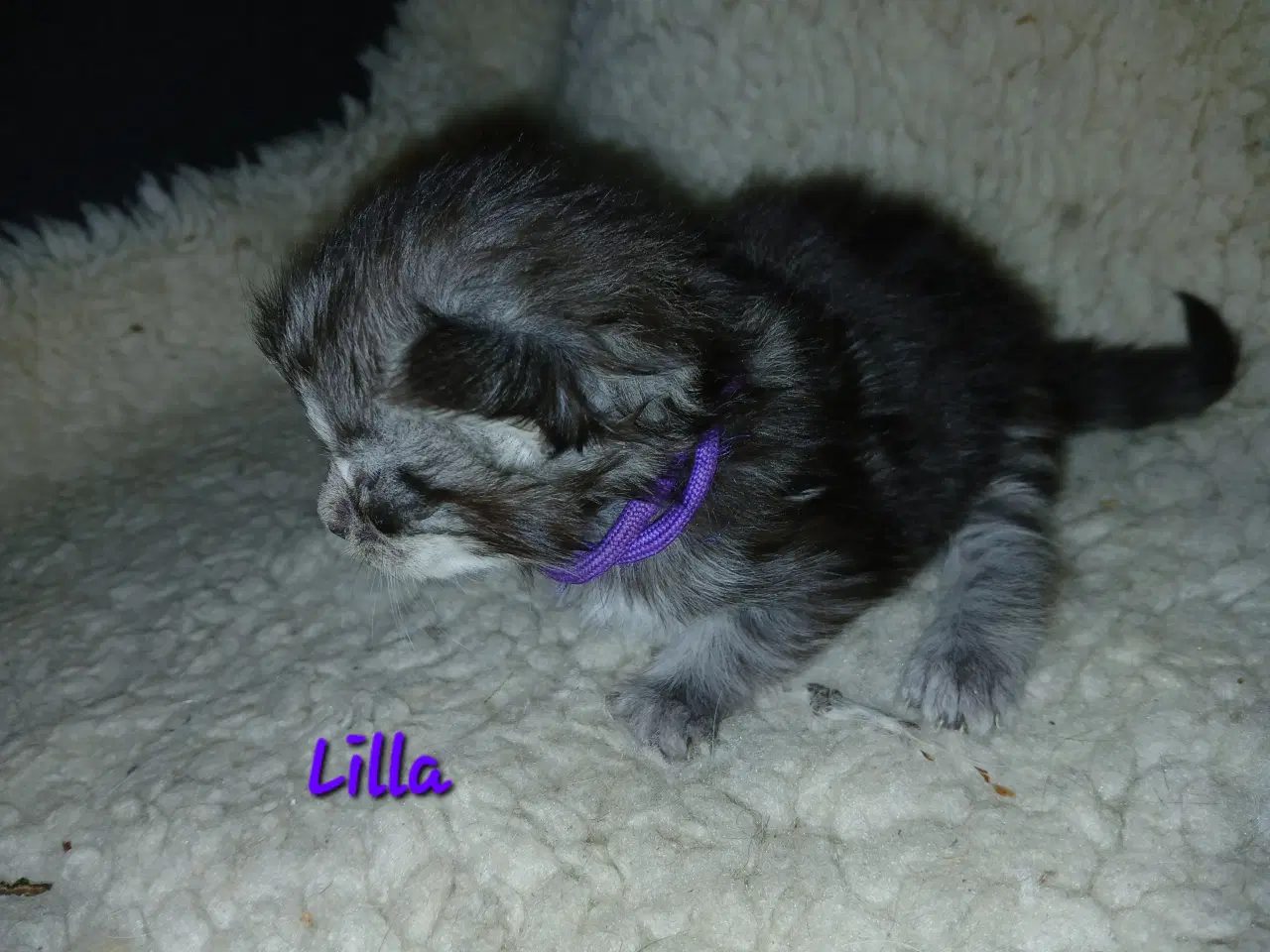 Billede 4 - Smukke maine coons