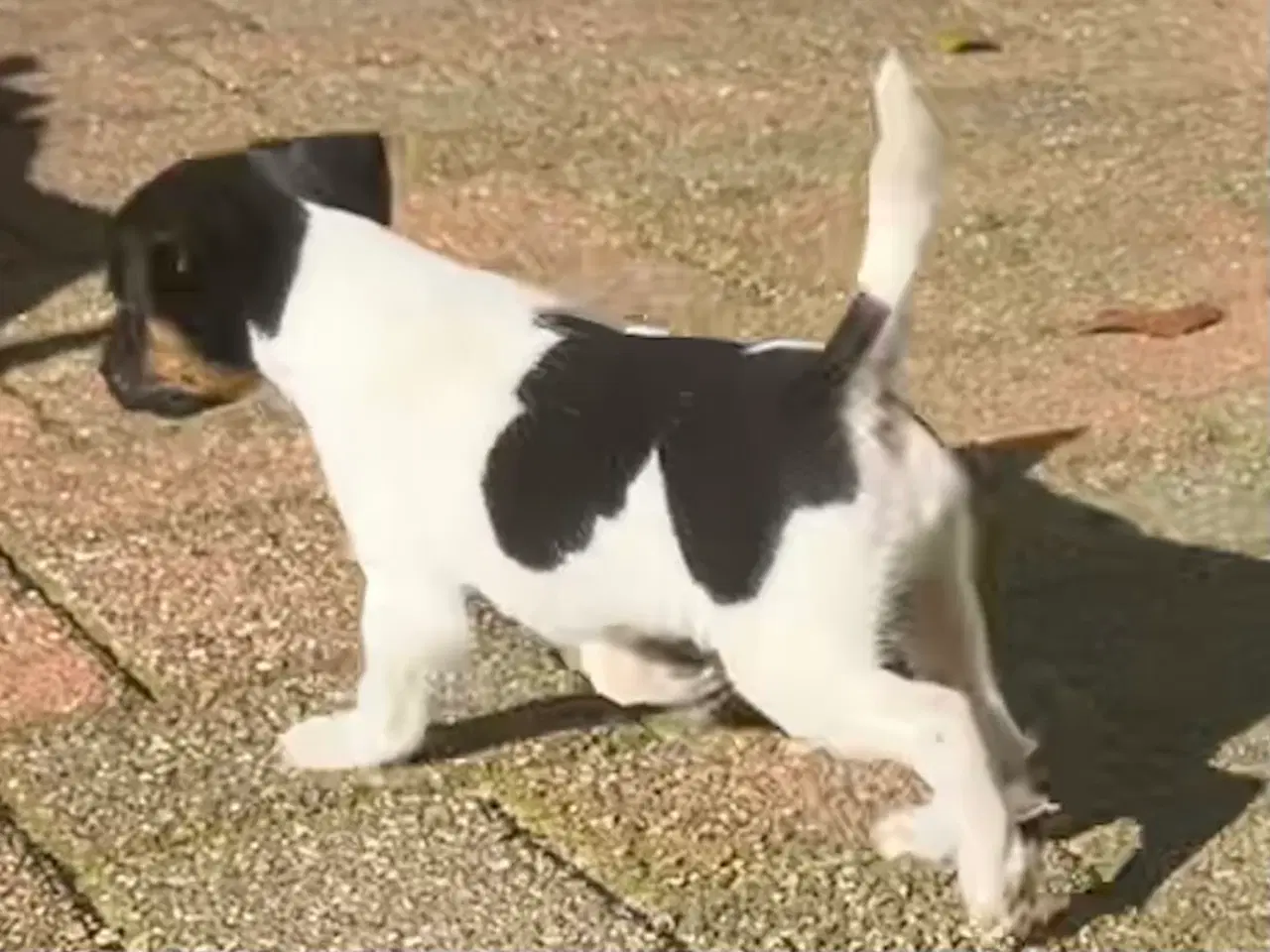 Billede 8 - Dansksvensk Gårdhund hvalpe