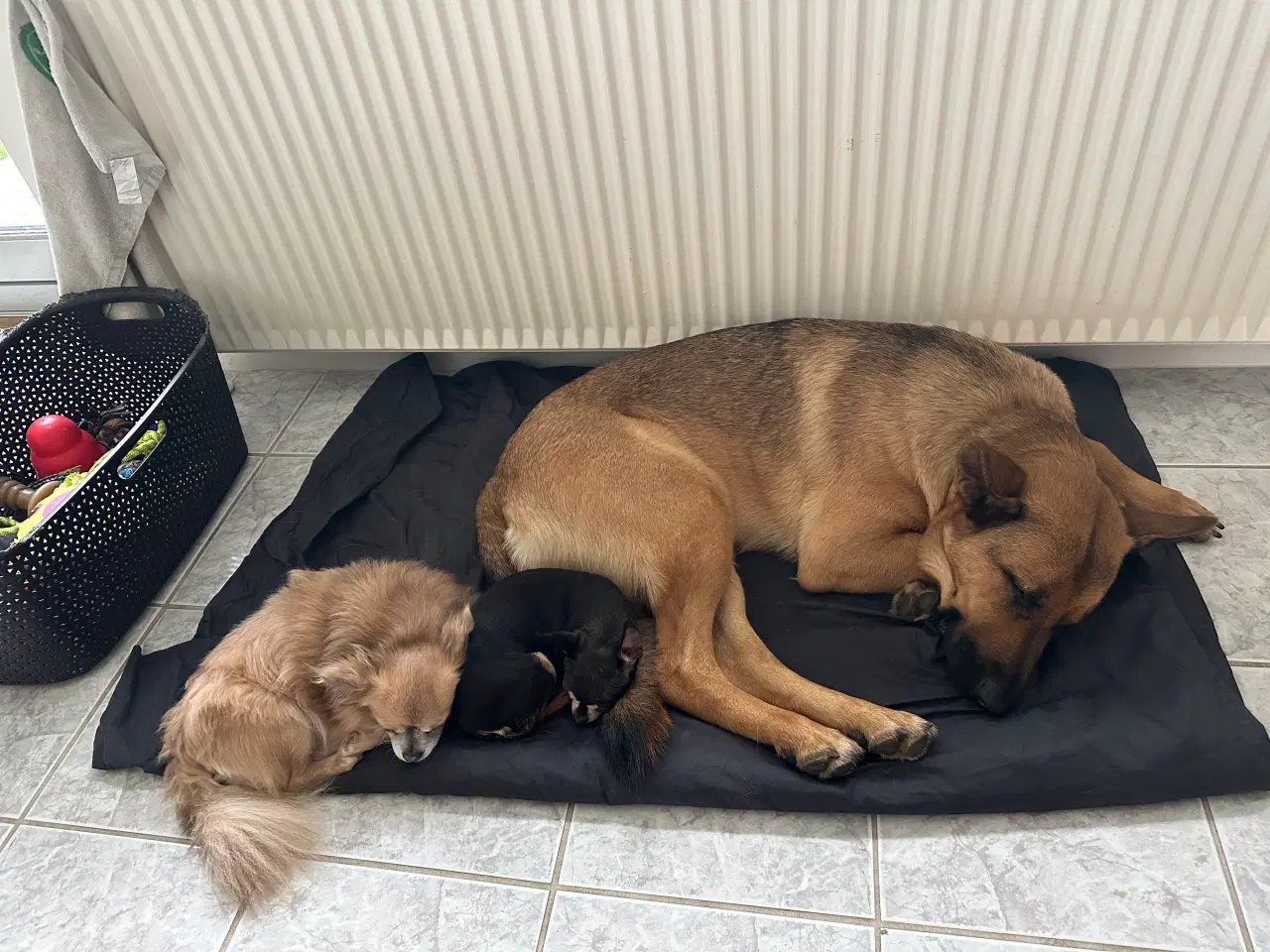 Billede 8 - Schæfer/Rottweiler hund