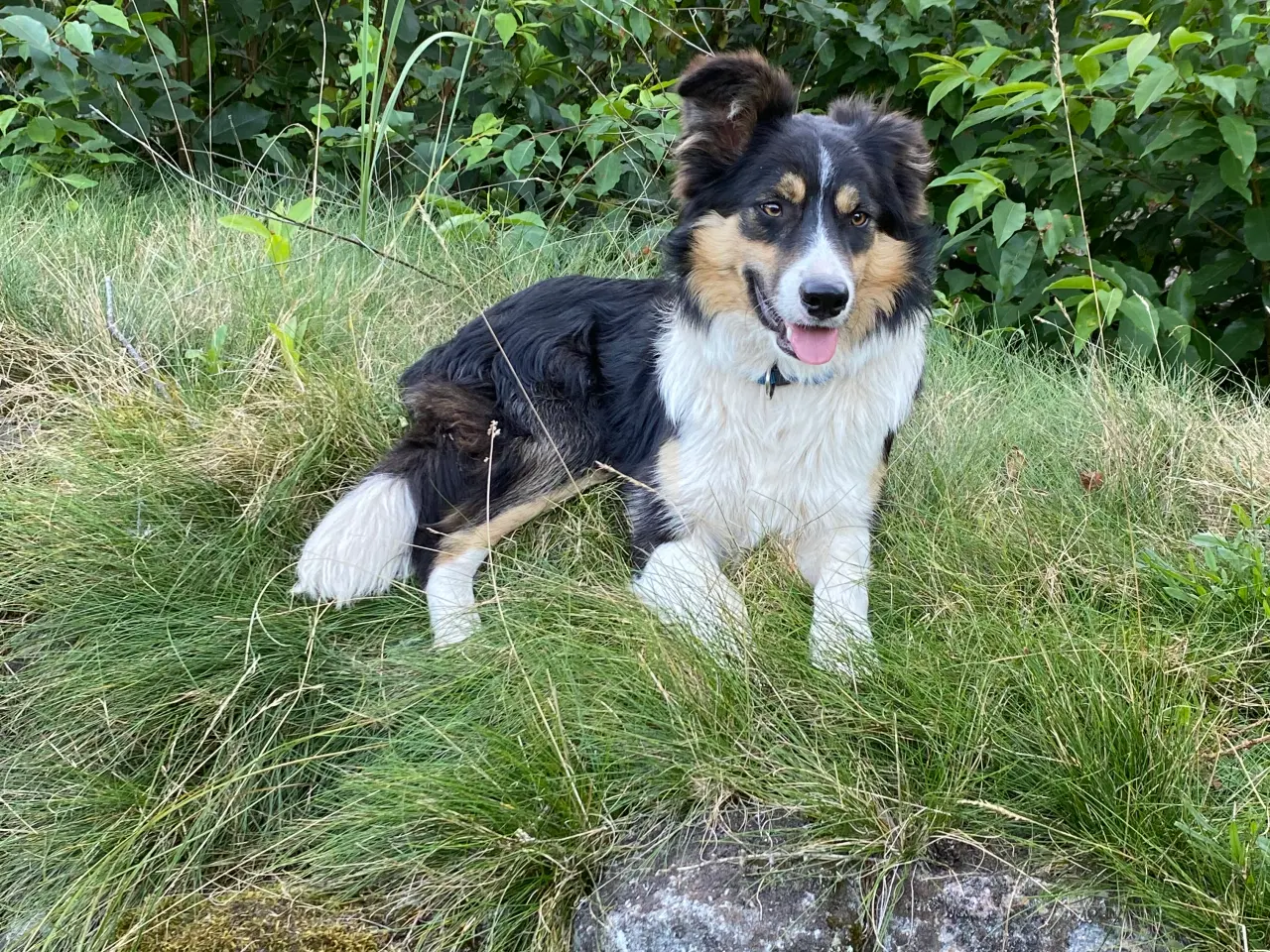 Billede 4 - Border collie dreng