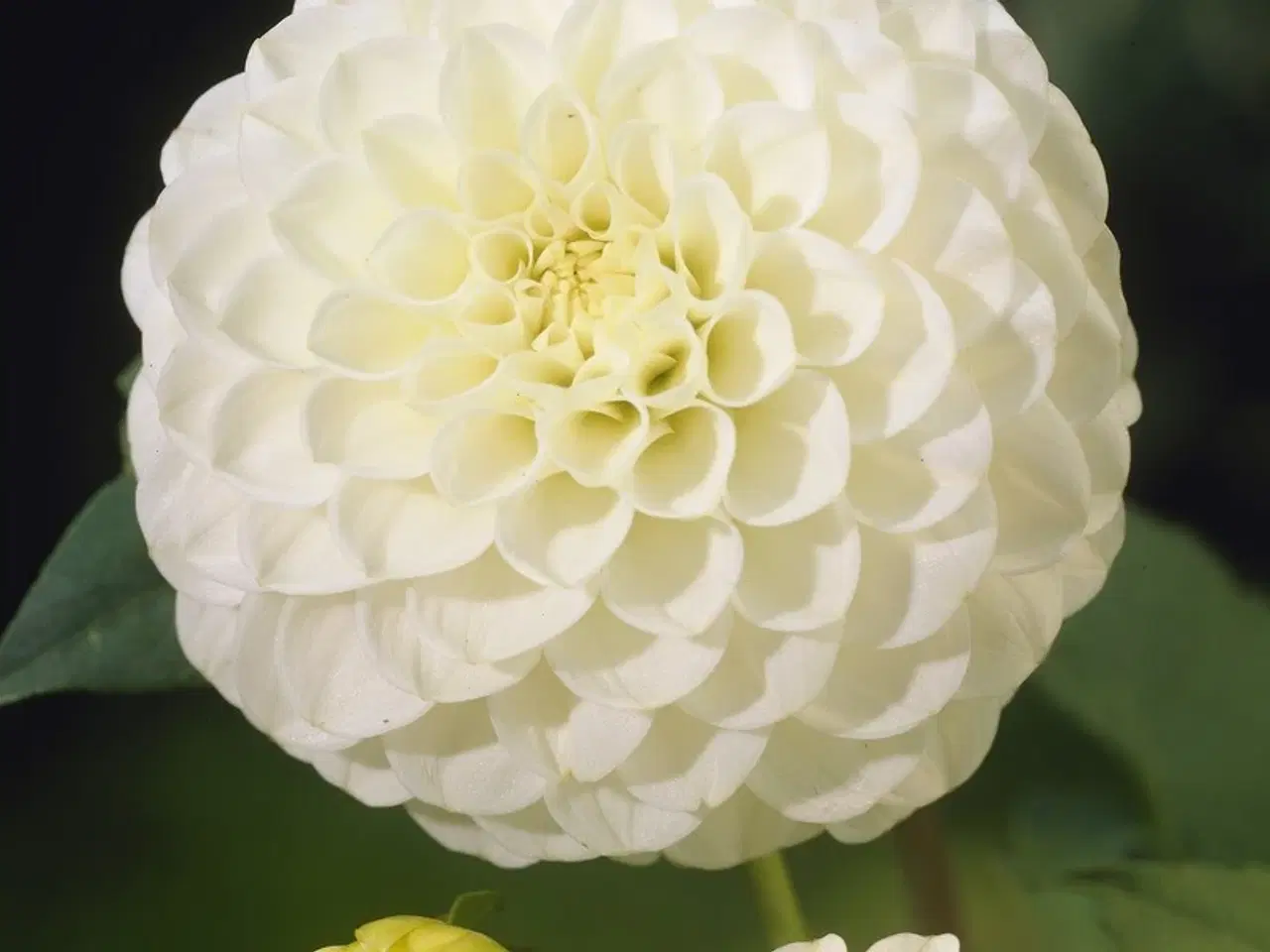 Billede 6 - Dahlia - Stort udvalg af dahlia på Restsalg