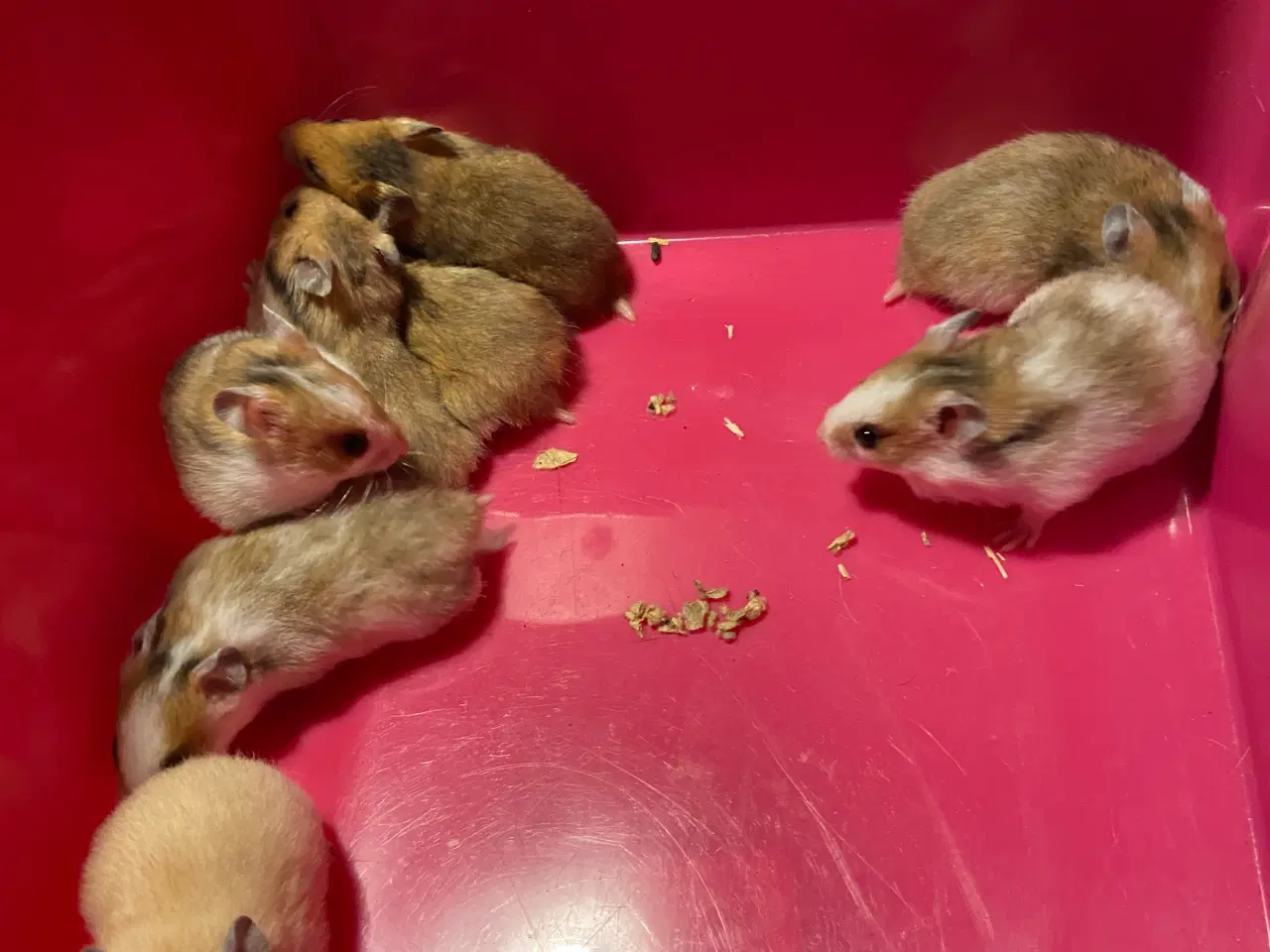 Billede 3 - Hamsterunger sælges 