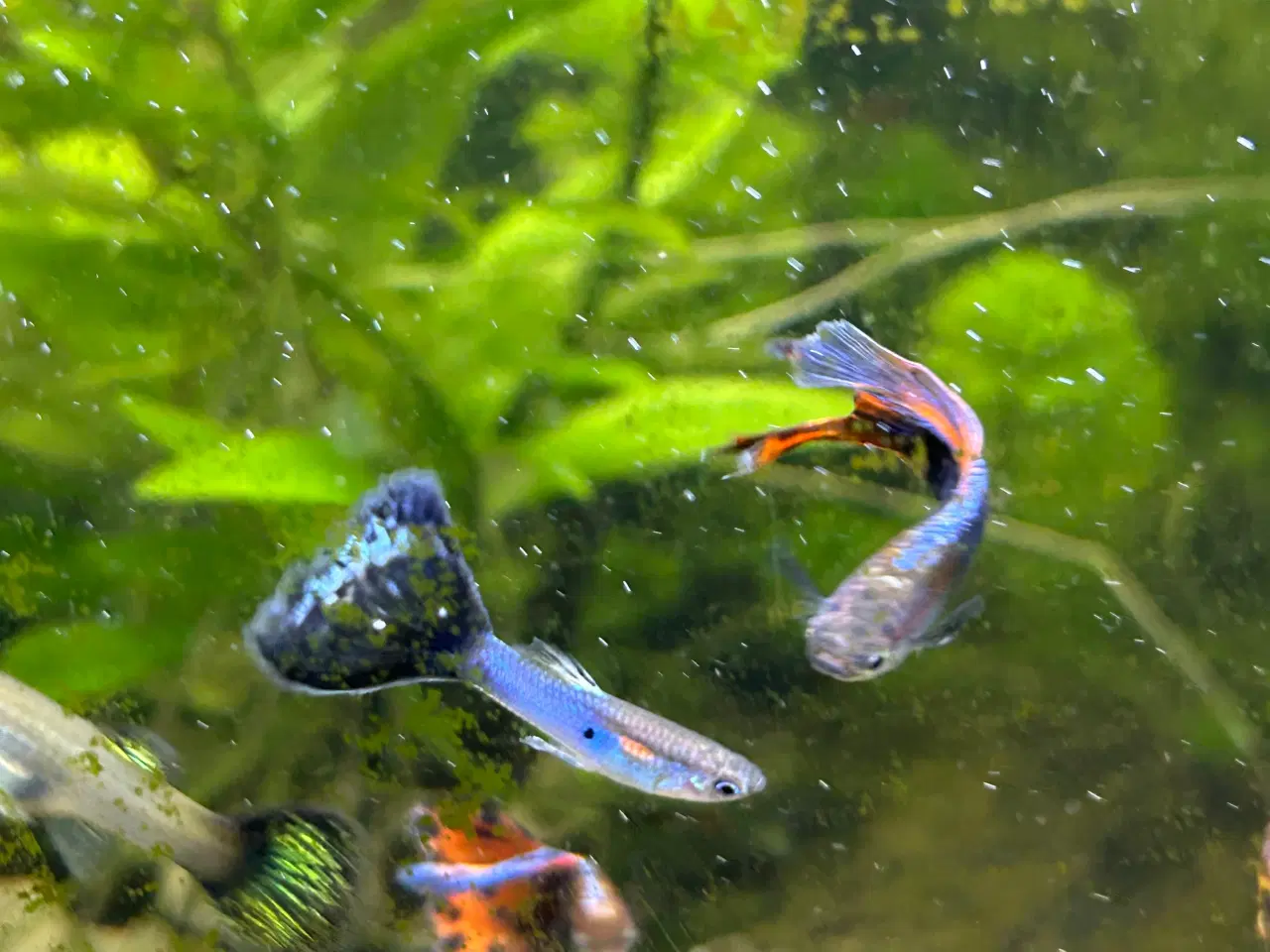 Billede 2 - 🐠 Guppy-unger Premium – 4-6 uger | Flot guppymix