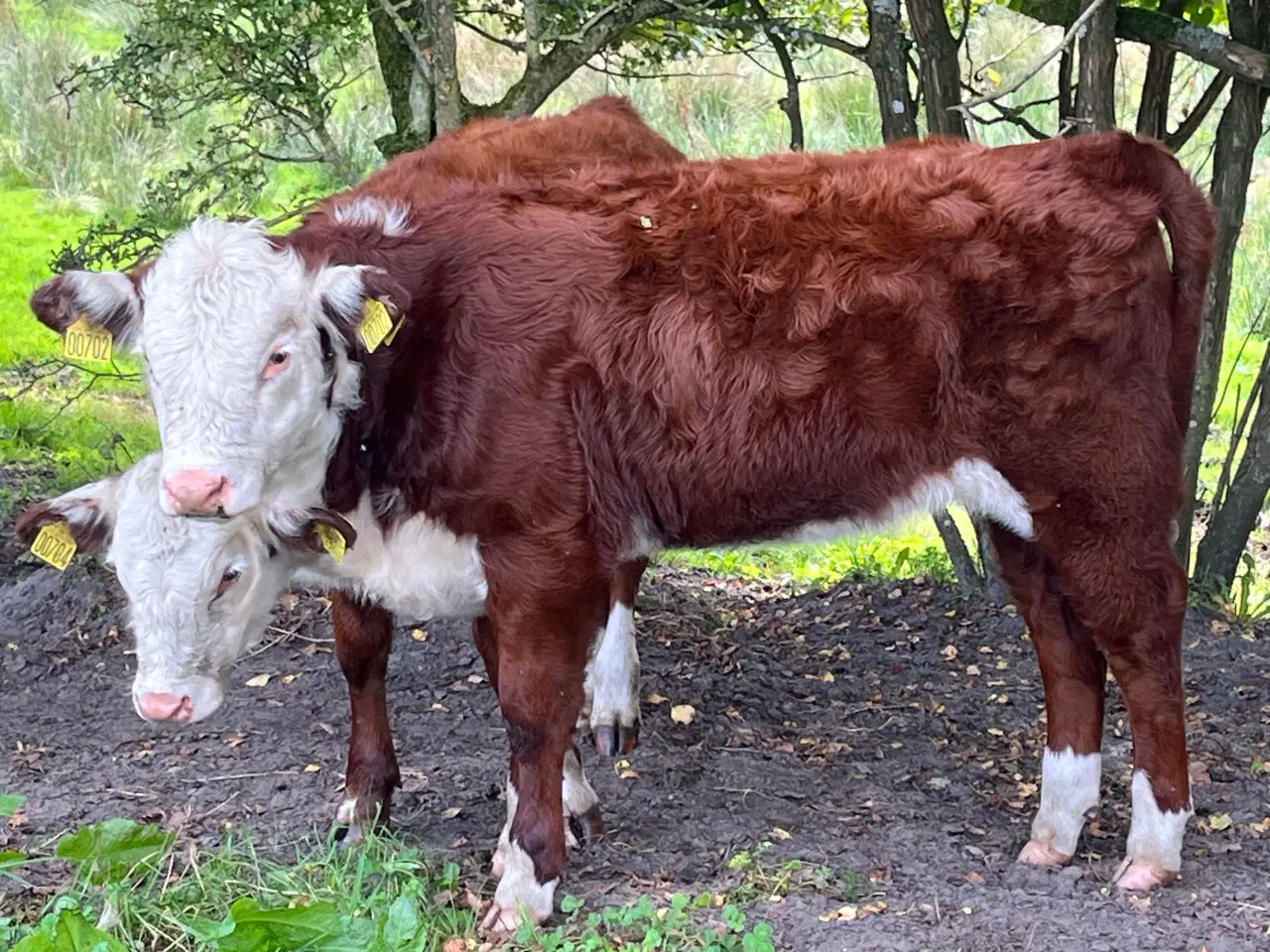 Billede 3 - Hereford kvierkalve