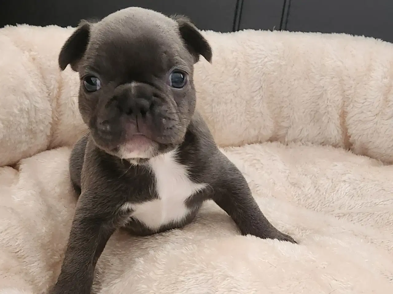 Billede 4 - Fransk bulldog hvalpe