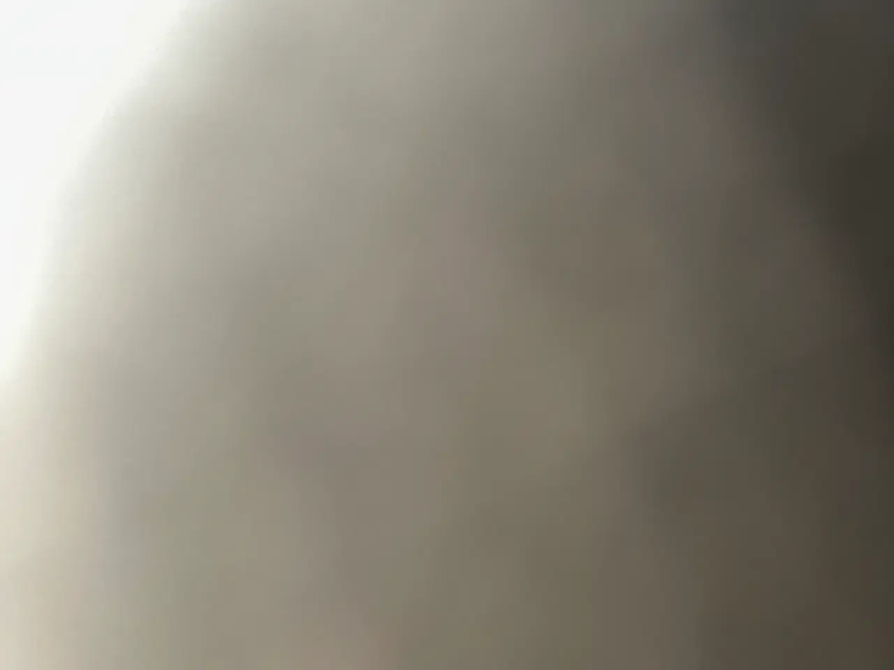 Billede 1 - Købes: Tæve, blandingshund mellem 1 og 4 år