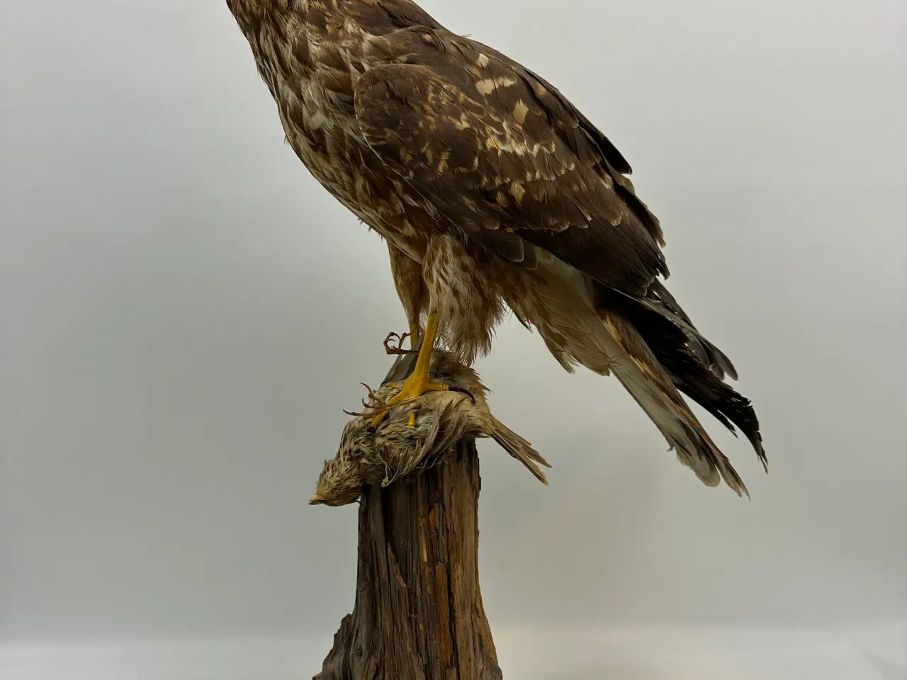 Billede 1 - Udstoppet høg m. bytte