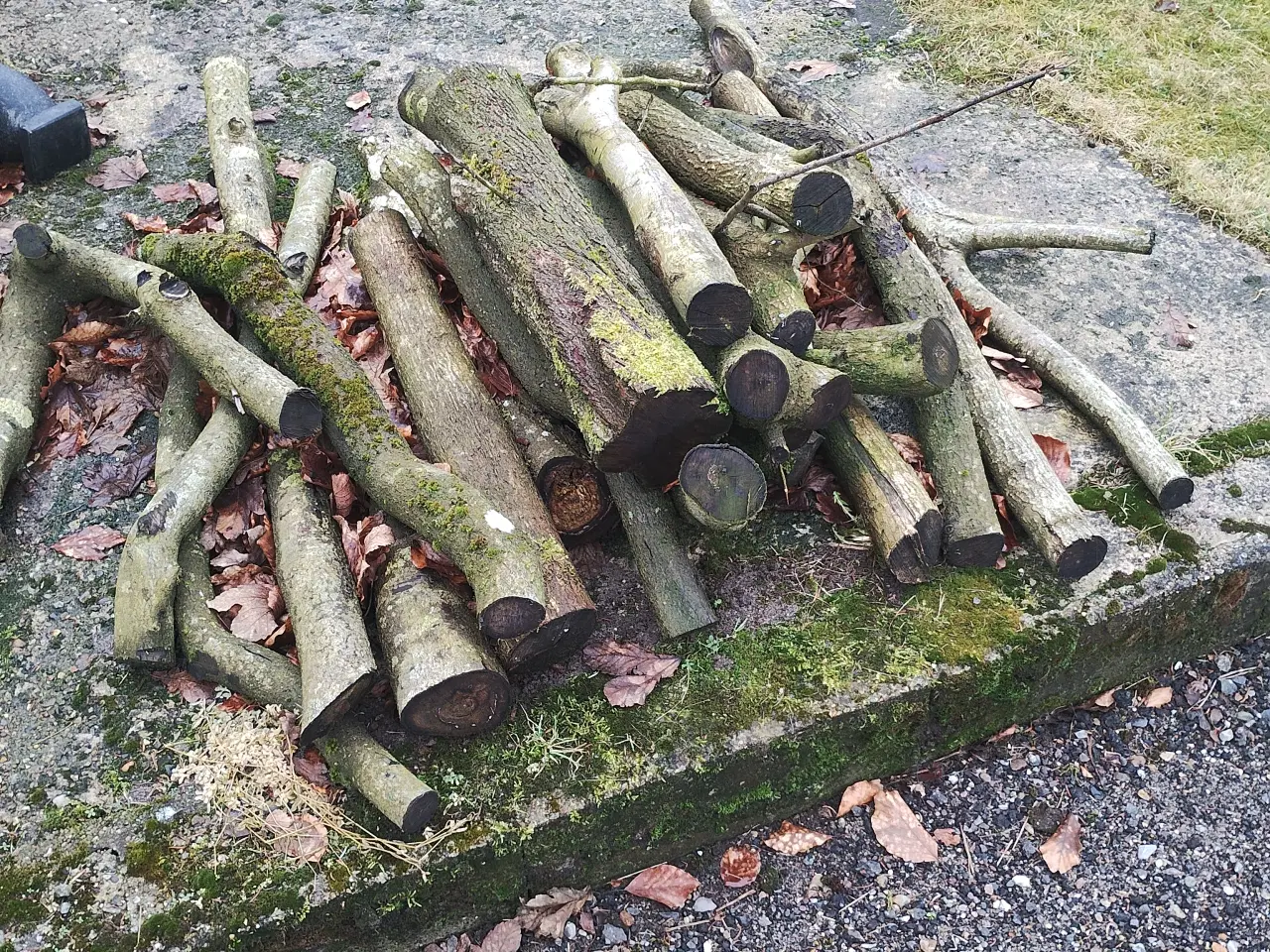 Billede 2 - Brænde / træ