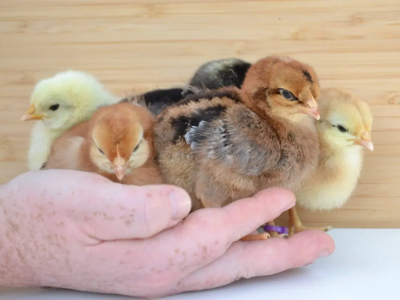 Billede 8 - Bestil DAGGAMLE kyllinger, rene racer & blandinger