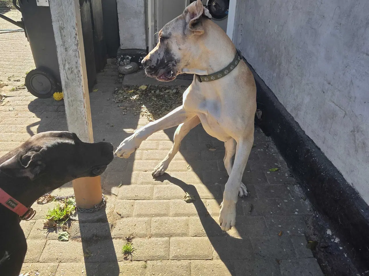 Billede 2 - Grand Danios Lucy