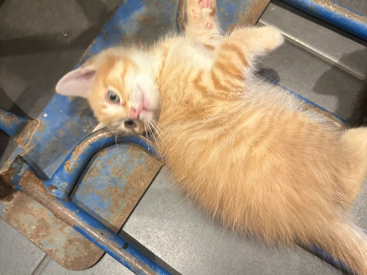 Billede 10 - Norsk skovkat killinger