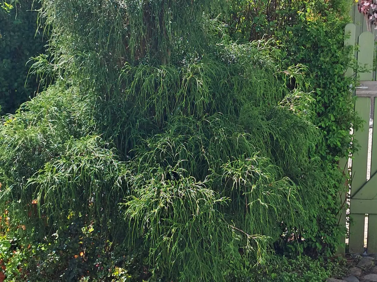 Billede 7 - Store sten og haveplanter bortgives 