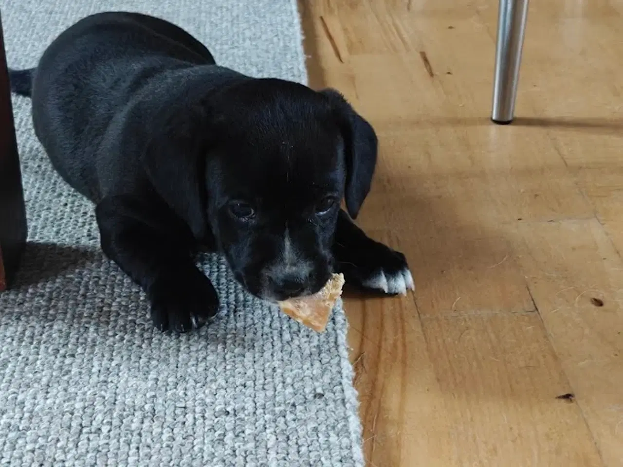 Billede 5 - gravhund blanding 9 uger