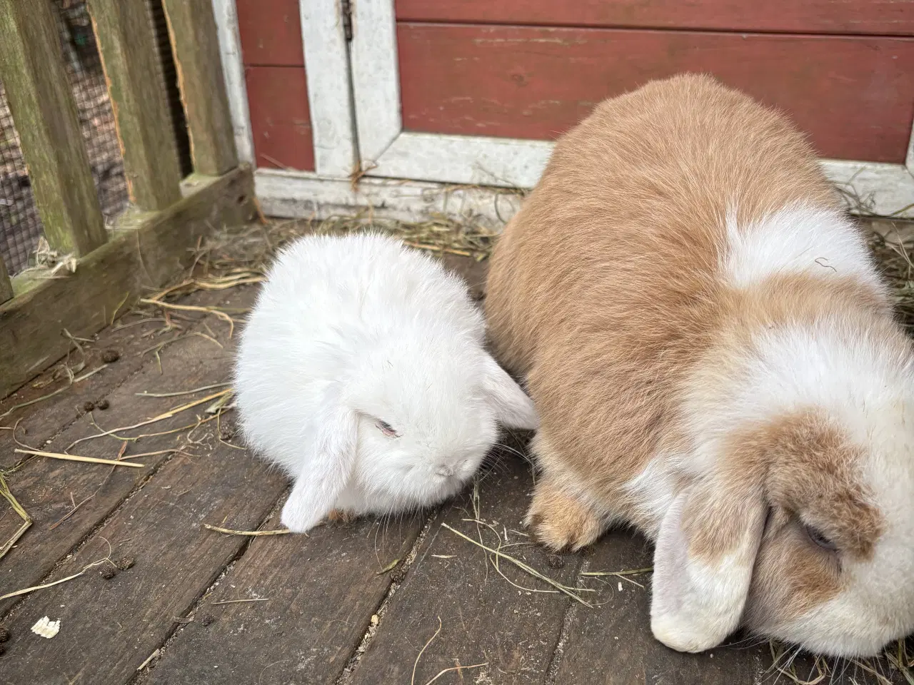Billede 1 - Minilop kanin unger