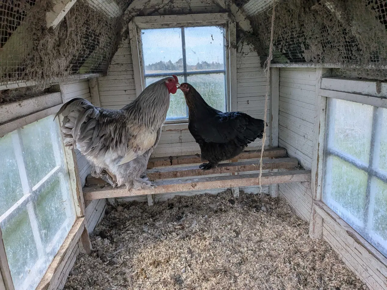 Billede 1 - 1.4 hygge høns til haven