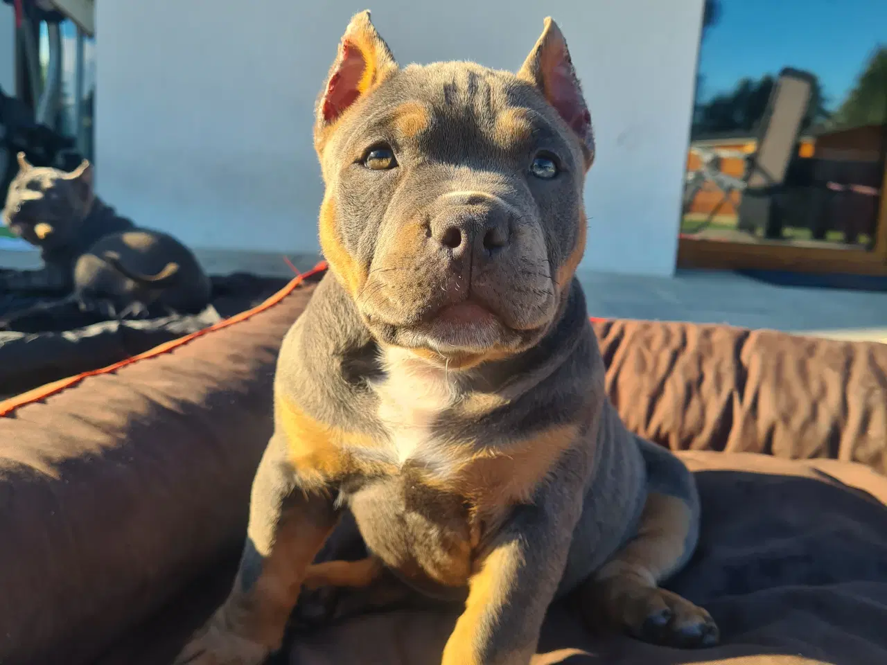 Billede 13 - American Bully Dreng 11 uge 