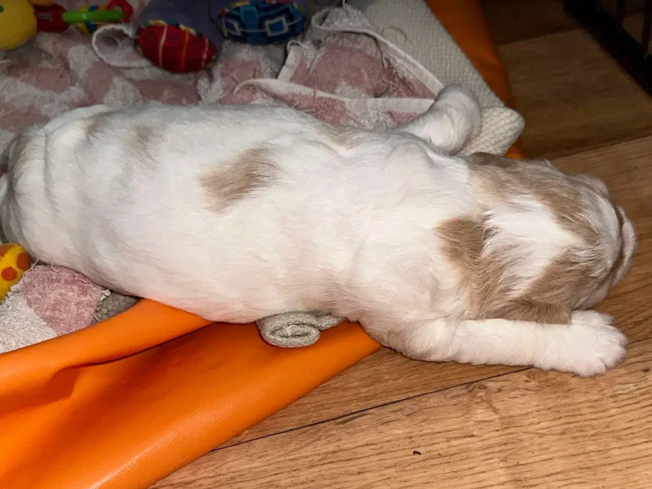 Billede 7 - Labradoodlehvalpe til sommer