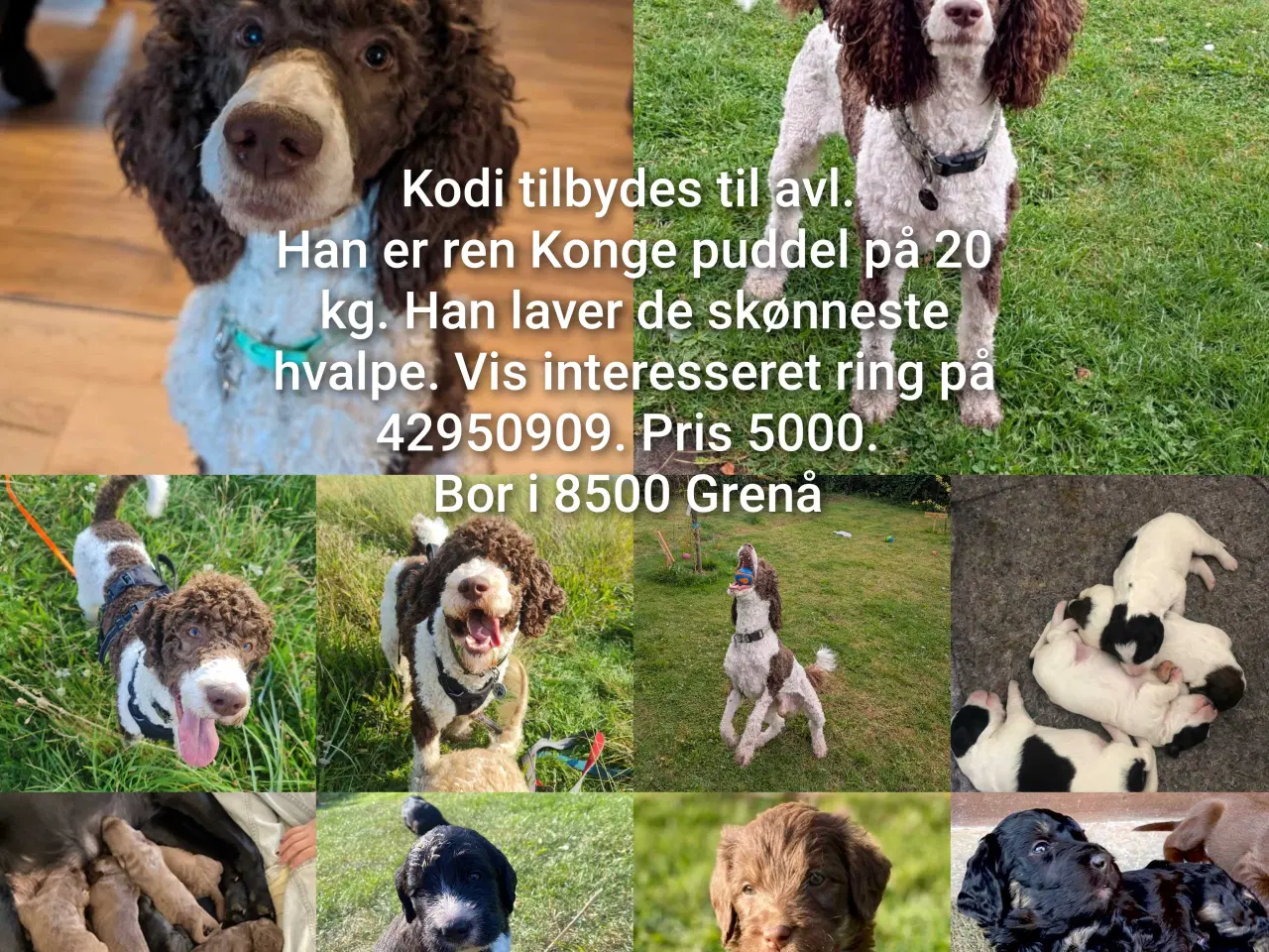 Billede 1 - Avl konge puddel 