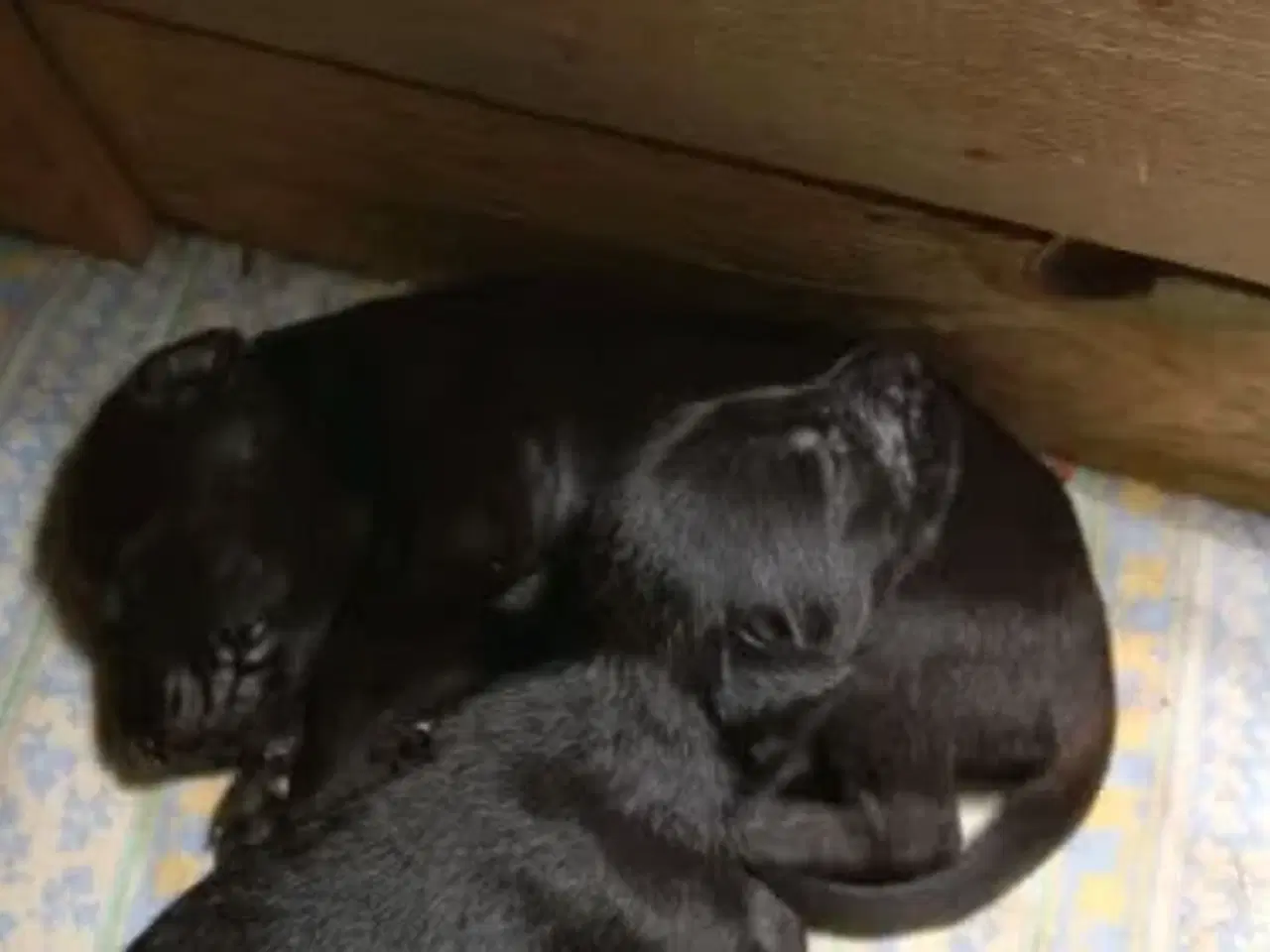 Billede 9 - 2 søde og aktive Dobermann blandingshvalpe