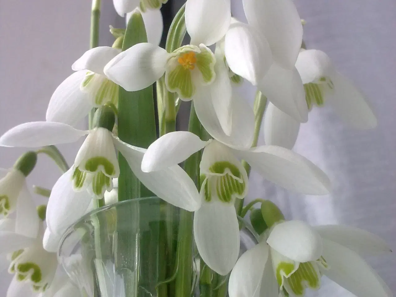 Billede 3 - Guld på hvid form GRUNDVAND ny SØ design RETRO