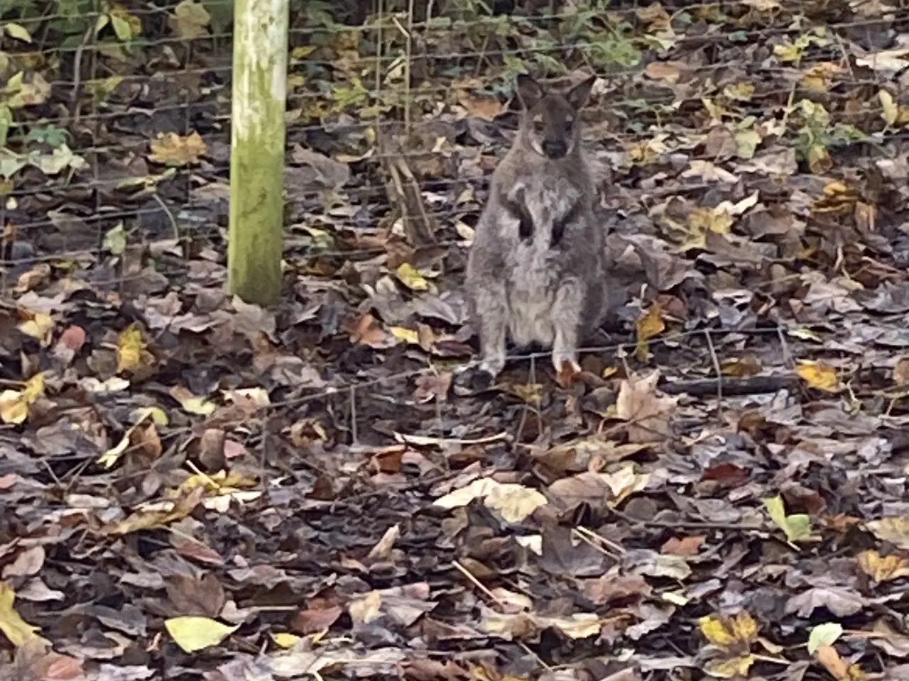 Billede 2 - Kænguru