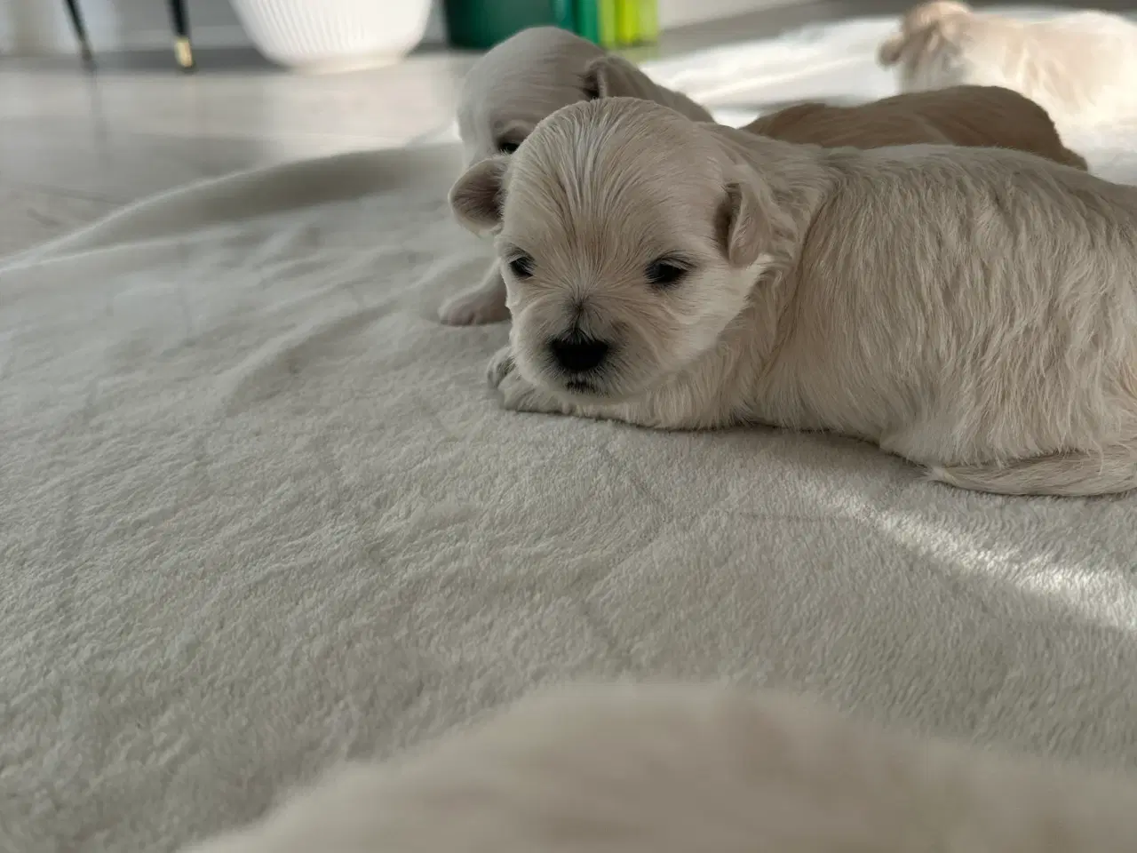 Billede 5 -  🐶 Boomer hvalpe 🐶 