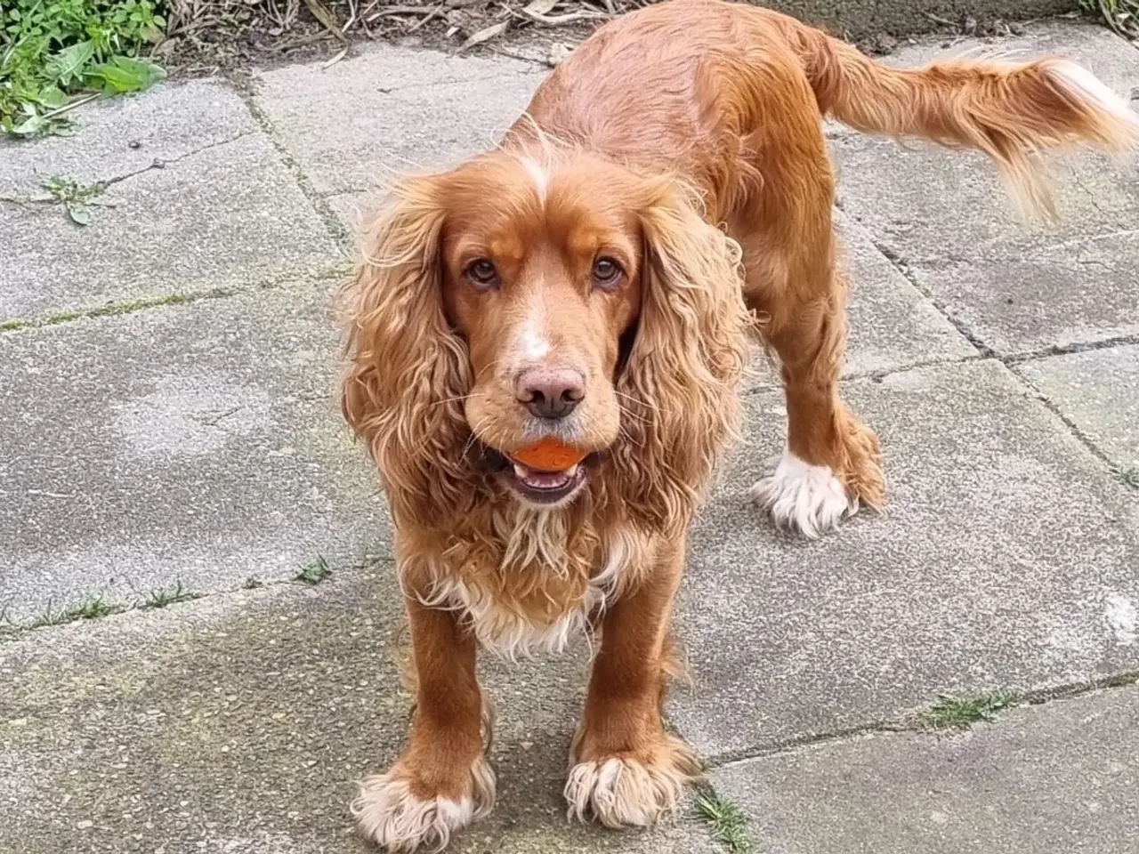 Billede 2 - Cocker spaniel tilbydes til avl