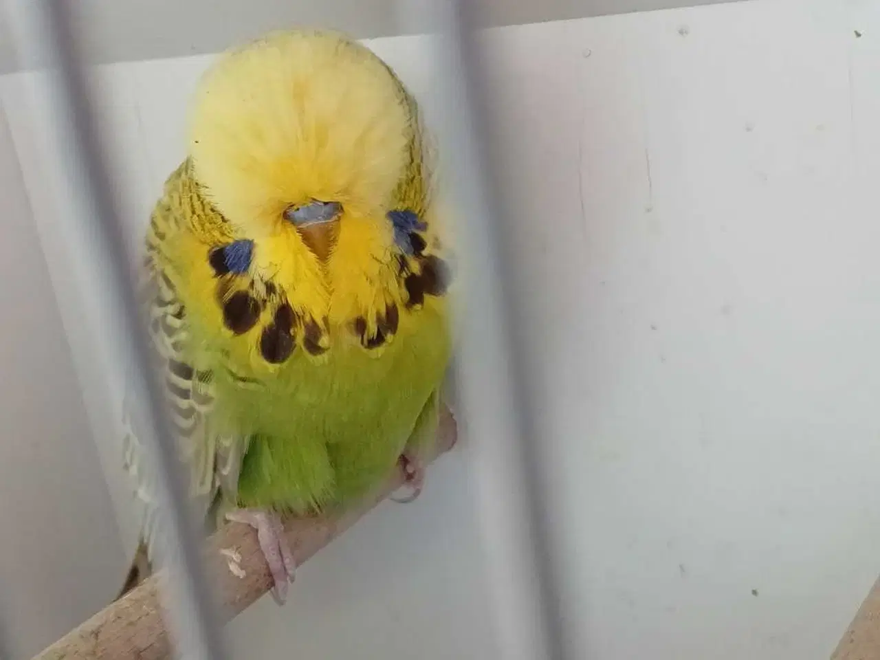 Billede 6 - Engelsk undulat han