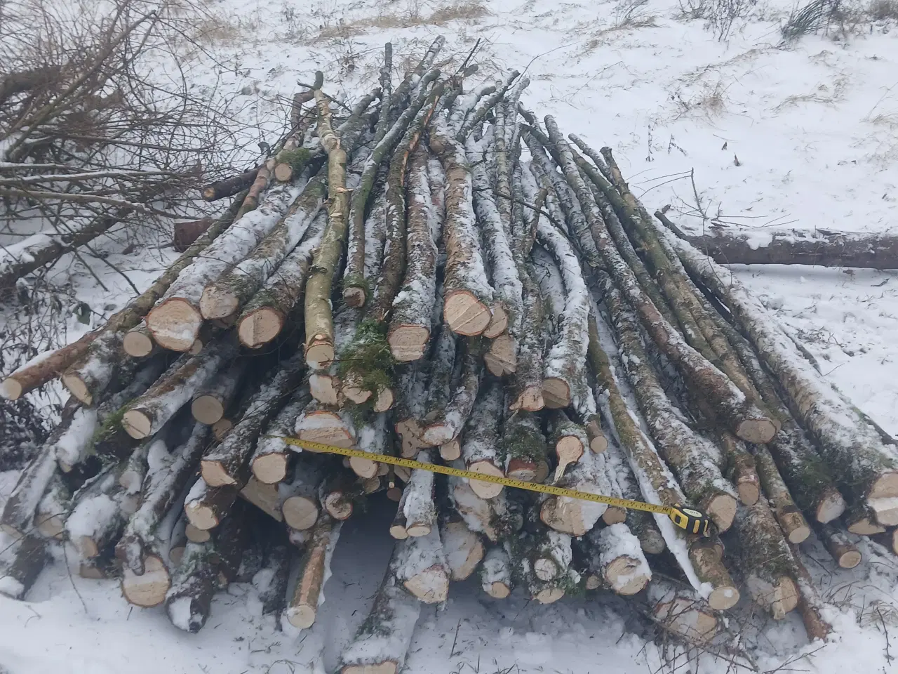 Billede 8 - Frisk fældede tynde stammer af birketræ