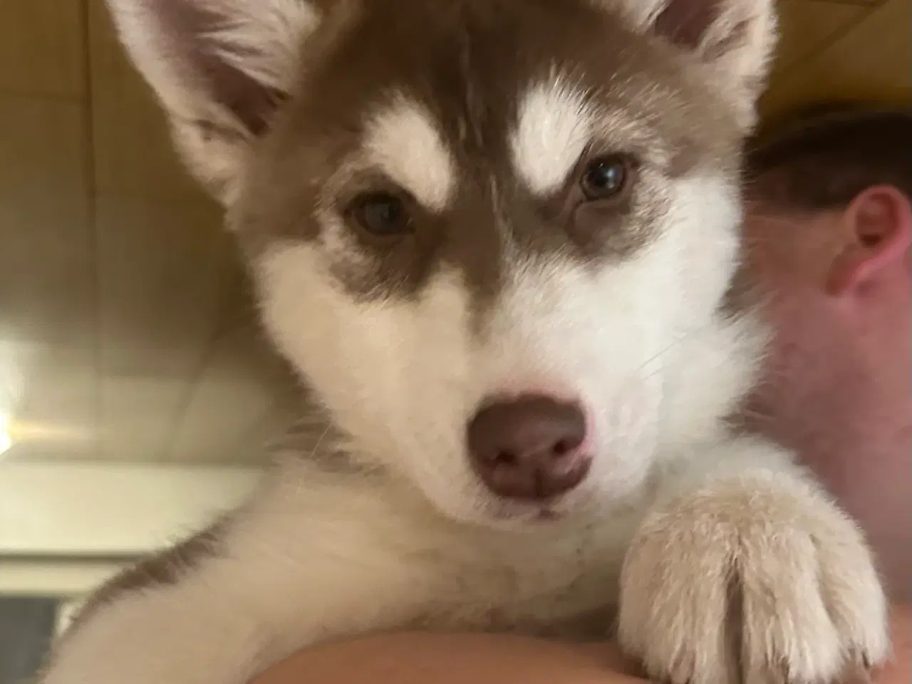 Billede 1 - Husky/malamute pige