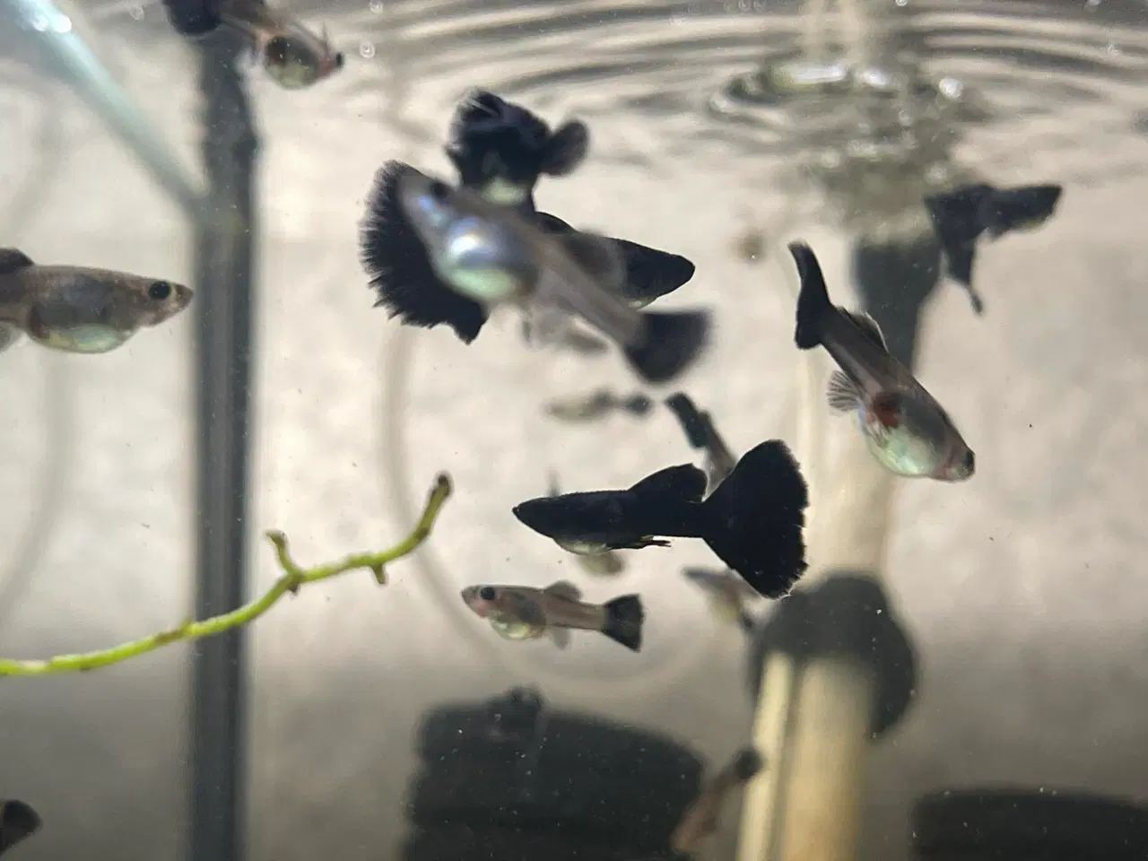 Billede 4 - Full Black guppy