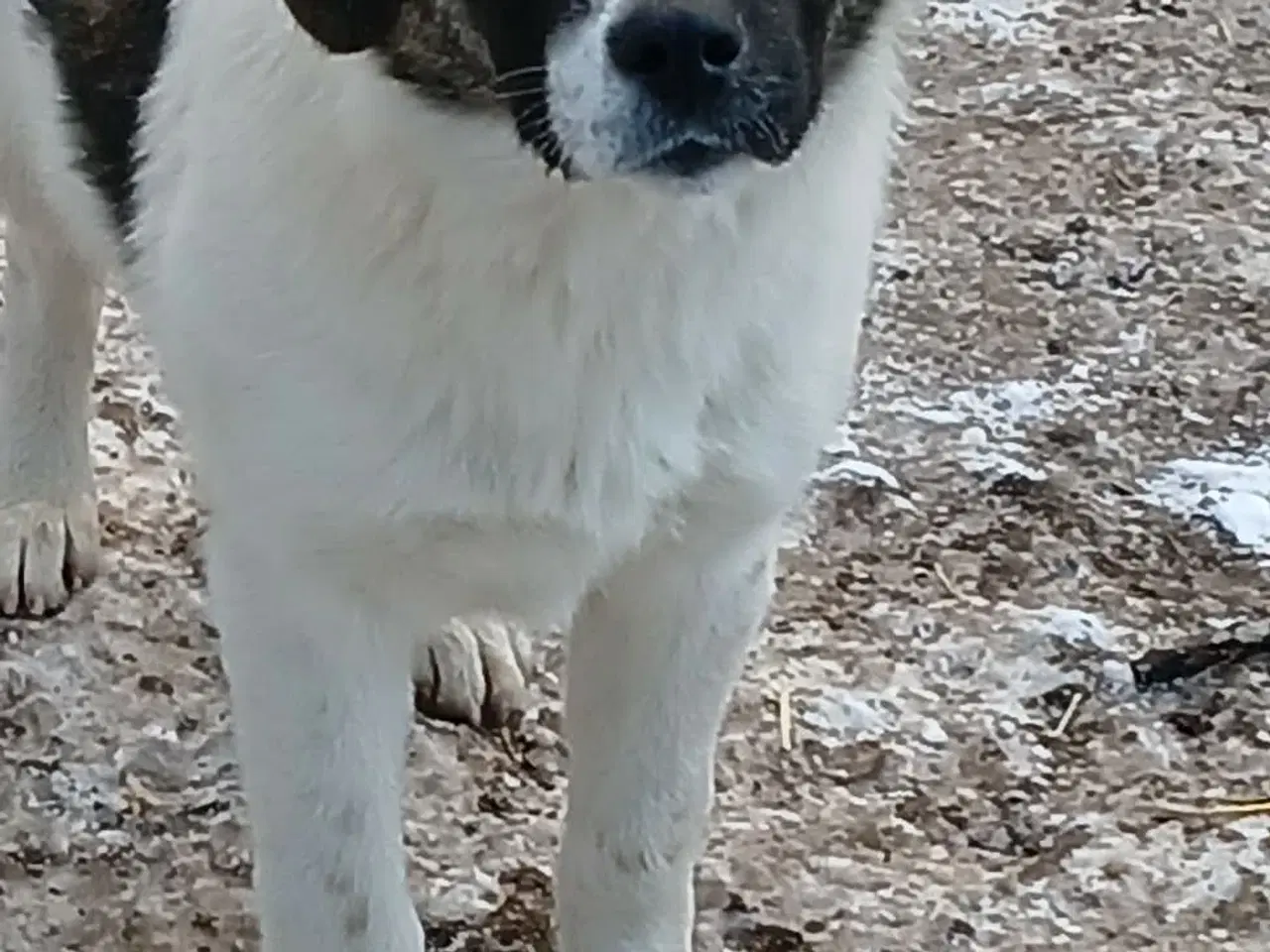 Billede 6 - Savannah drømmer om et hjem 🩷