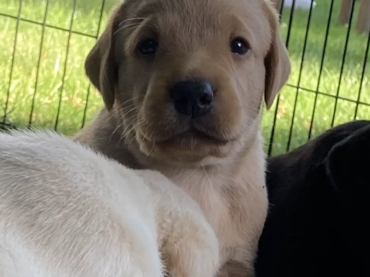 Billede 2 - Formel 1 labrador